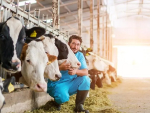 A man in blue overalls standing next to cows.